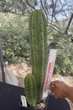 Monstrose (Serra Blue x SS02) x SS Cristata