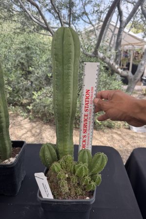 Monstrose MB Scop x TPM