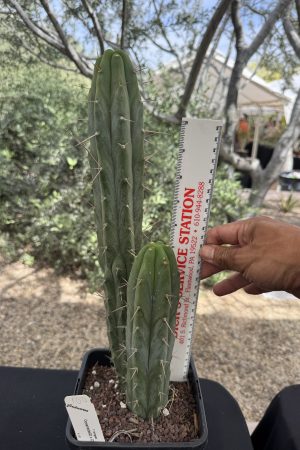 Oceanside02 x Cheetah