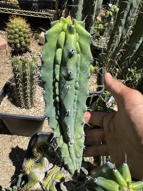 Myrtillocactus Grecas graft - Image 5