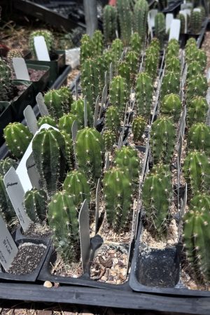 1.Mystery Box 6ct Small Seedlings