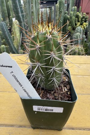 T. chiloensis v. panhoplites a