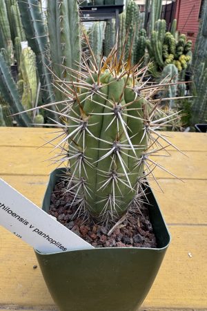 T. chiloensis v. panhoplites c