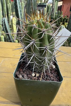 T. chiloensis v. panhoplites b