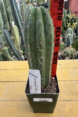 Los Gentiles x (WormZed's)