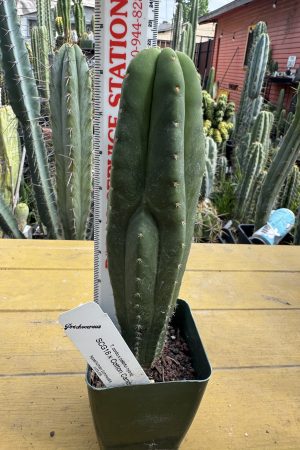 SCG16 x Cotton Candy