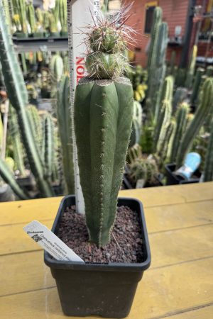 Oreocereus celsianus stacker graft