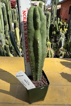 Monstrose MasterB Scop x TPM