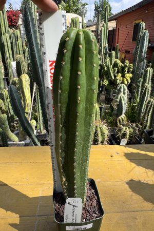 Zed's Heynes x Cotton Candy