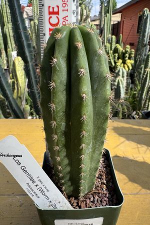 Los Gentiles x (WormZed's)