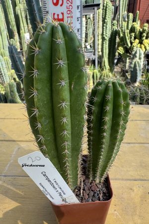 Camperdown x Peru/Zed's