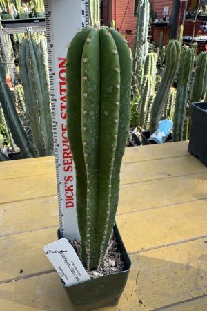 Zed's Heynes x Cotton Candy