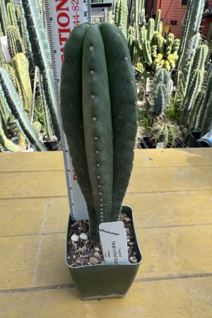 Ferah x HeynesAaron scop