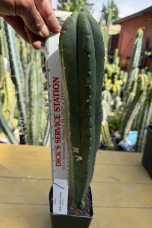 Pierre x John's Jamon