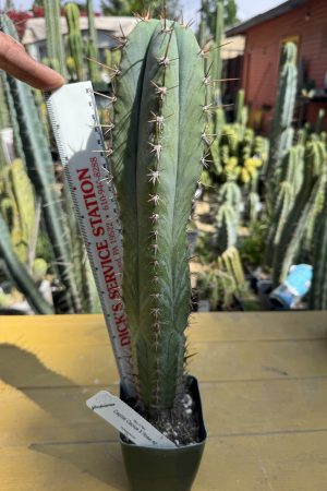 Capital Cactus x Rosei #2