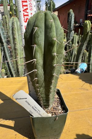 Althea x Ressler's Colossus