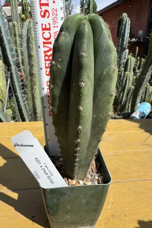 KI01 x HeynesAaron scop