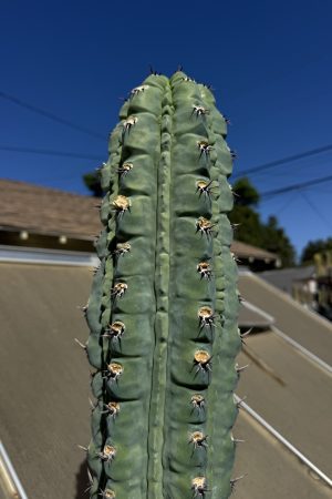 Myrtillocactus Grecas graft