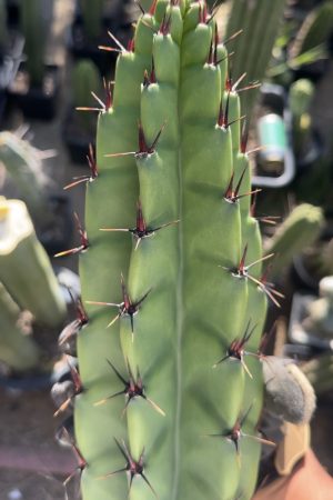 Cereus validus