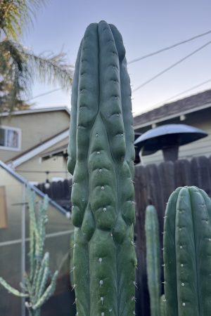 Parque De Las Leyendas BK08611.4 clone GB