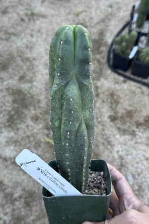 SCG16 x Cotton Candy