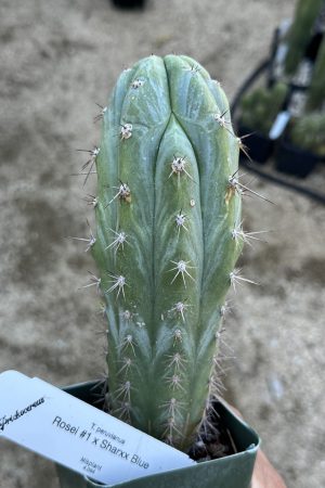 Rosei #1 x Sharxx Blue