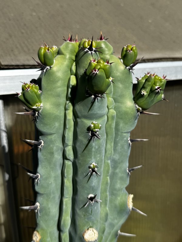 Myrtillocactus Grecas graft - Image 3