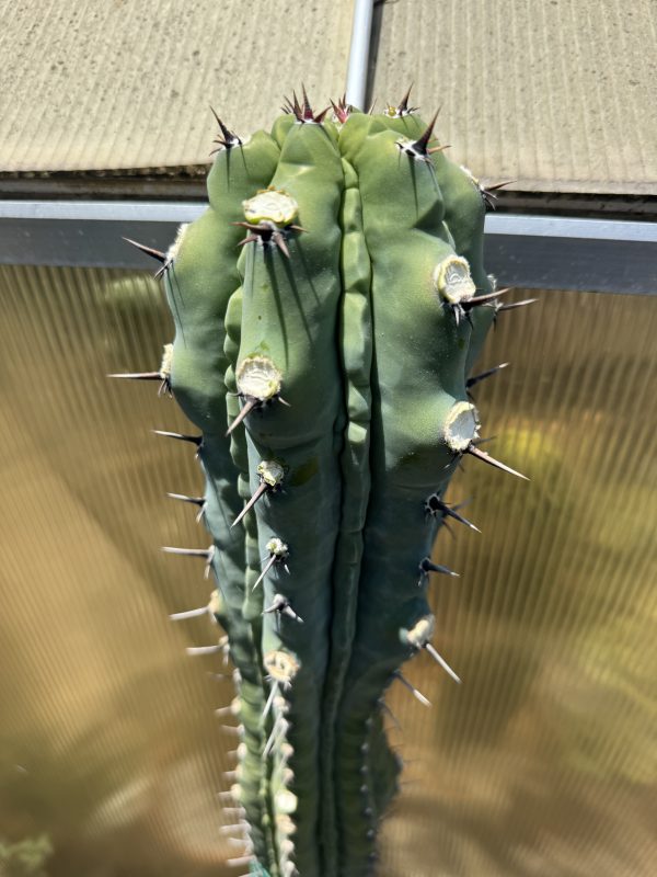 Myrtillocactus Grecas graft - Image 2