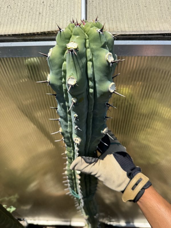 Myrtillocactus Grecas graft - Image 4