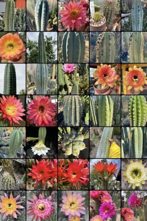 Trichocereus seed 10.2025 list