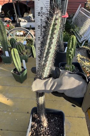 Cereus aethiops