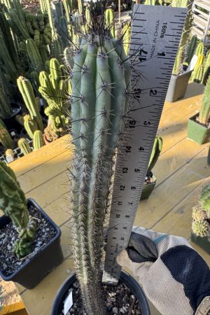 Cereus aethiops