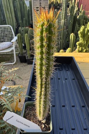 Eulychnia castanea