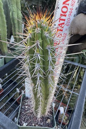 Eulychnia acida