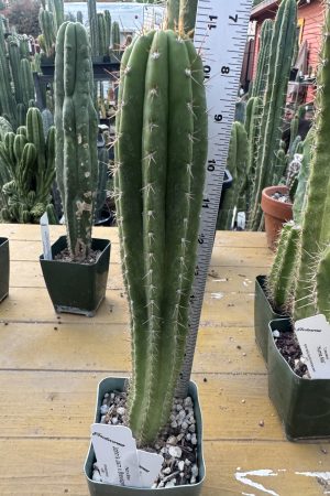 John's Jamon x Brevispinulosus