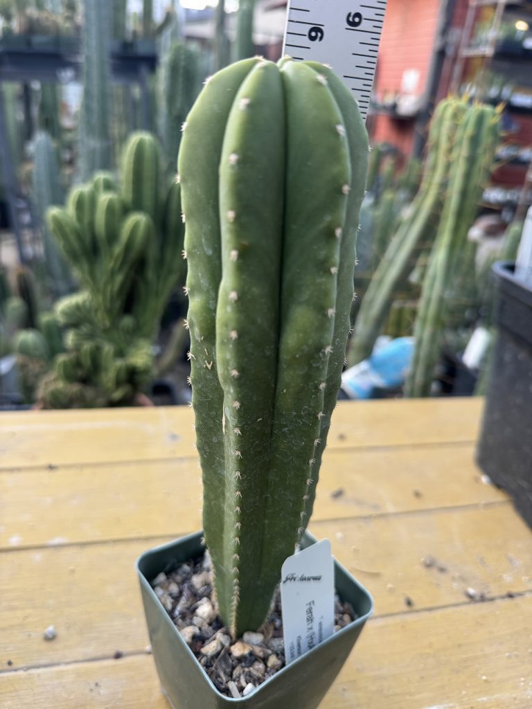 Seed Grown Archives - Prickocereus