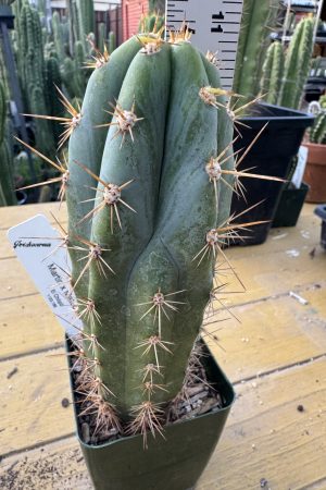 Martin x Matucana