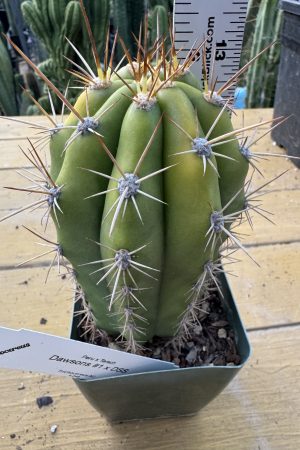 Variegated Dawson's x DSS