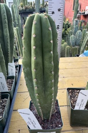 KI01 x HeynesAaron scop