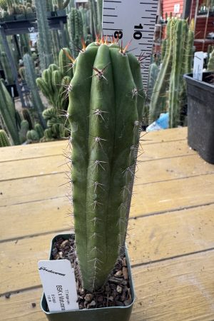BSK x Matucana
