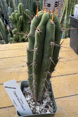 Capital Cactus x Rosei #2