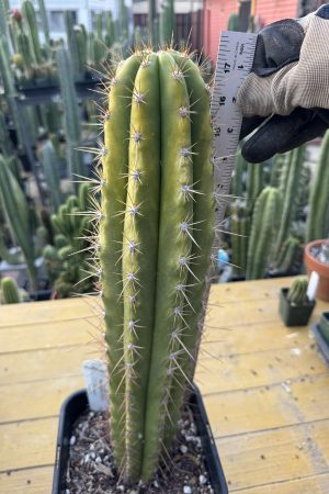 Variegated Dawson's x DSS