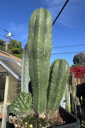 Monstrose MP Scop x TPC