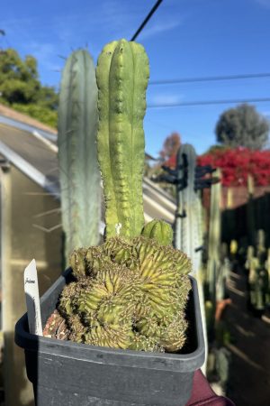 Monstrose MB Scop x TPM