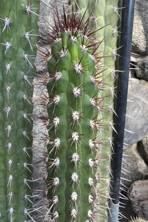 C. fieldianus subsp. fieldianus