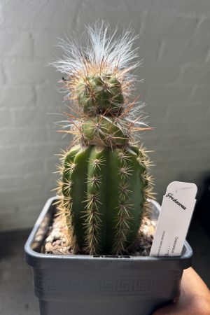 Oreocereus celsianus stacker graft