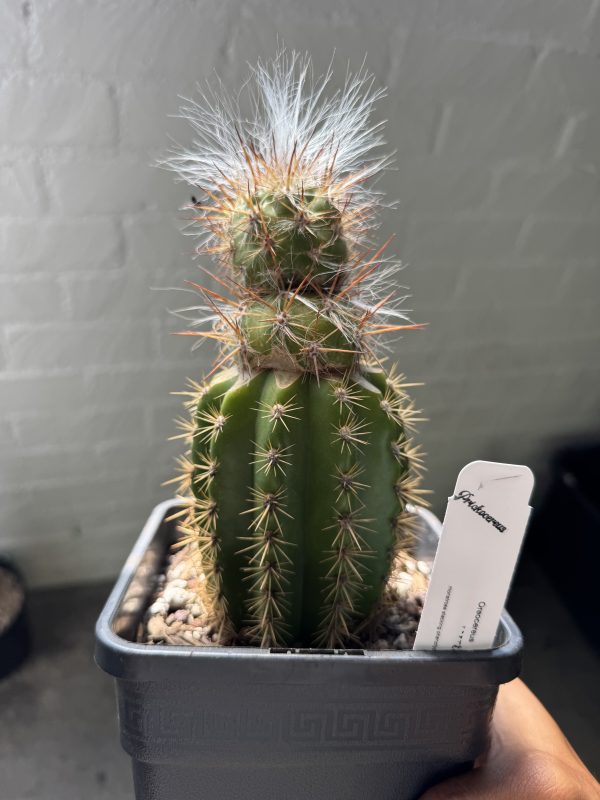 Oreocereus celsianus stacker graft
