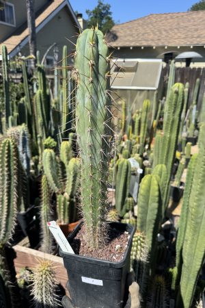 T. Glaucus