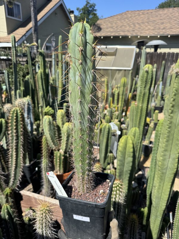 T. Glaucus