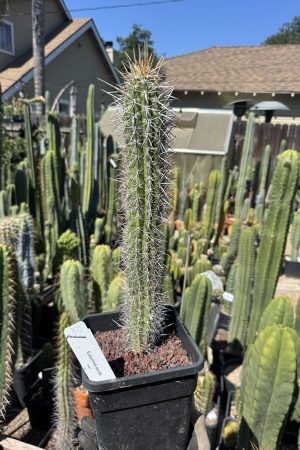Eulychnia acida